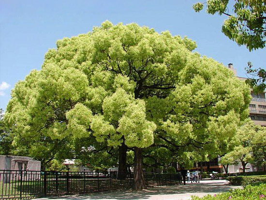 Японское камфорное дерево