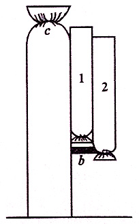 Второй ряд пчелиного роя